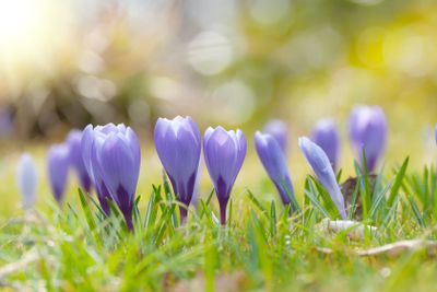 Crocuses
