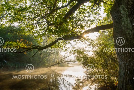 Sunlight peeking through the trees lining a tranquil river