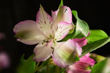 Growth, spring and wallpaper with flowers on black...