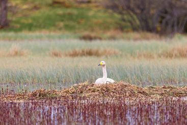 Wetland with a nesting Whooper swan a spring day