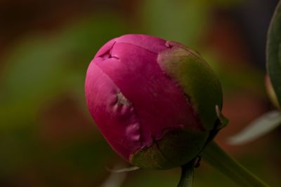 Peony bud-ism