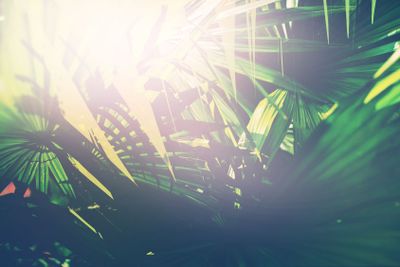 Tropical Palm Leaves Branches Sun Light Natural