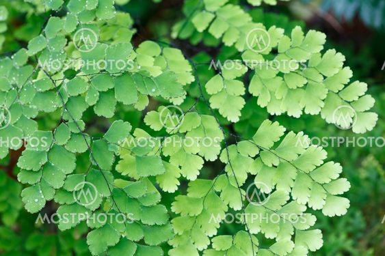 Fern plants cover the ground of the natural forest