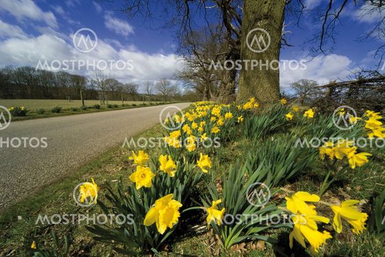 daffodil