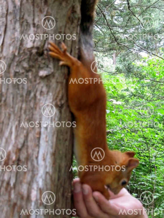 Red squirrel on the branch eating from female hand