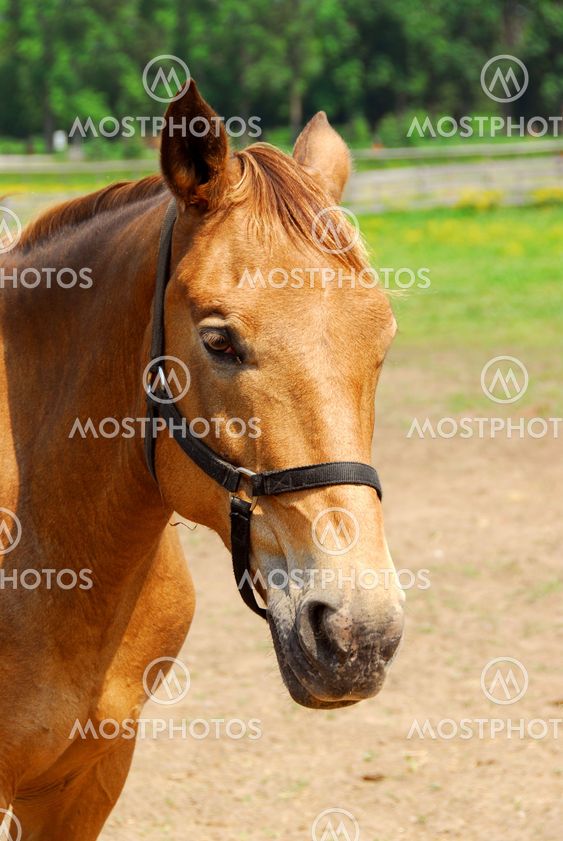 Horse