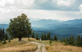 Man near old big beech tree in the mountains