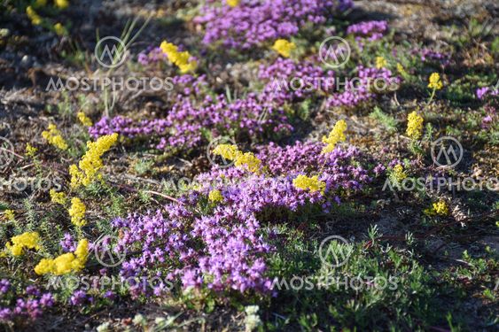 Solbelysta sommarblommor i närbild, gulmåra och backtimjan