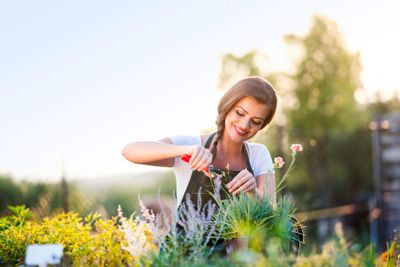 Young gardener cutting little flower plant, green sunny...