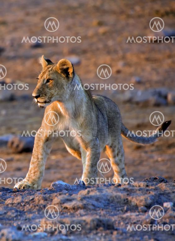 lion cub near a waterhole at etosha namibia africa