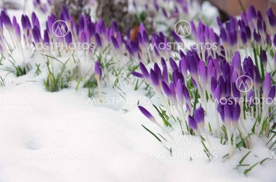 Krokus im Schnee - Crocus in snow 01