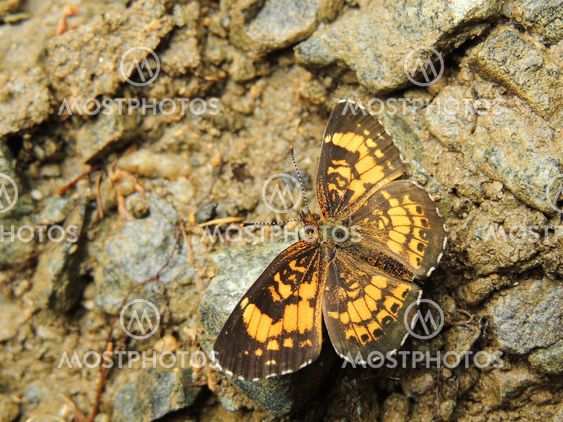 Silvery Checkerspot (Chlosyne nycteis) Butterfly