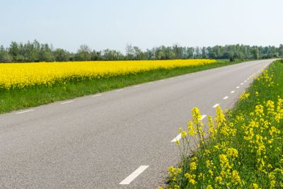 Rapsen blommar vid en väg på Öland