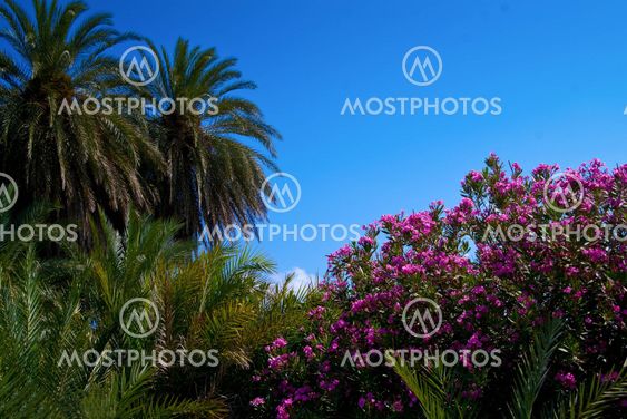 Vai Palm Beach