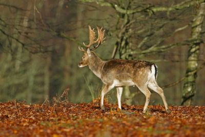 Dovhjort på senhösten