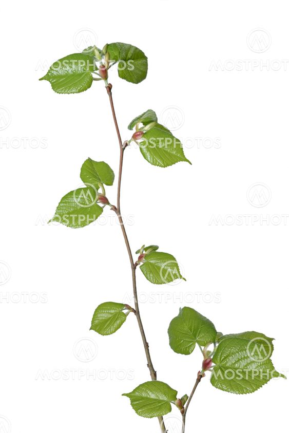 young linden tree