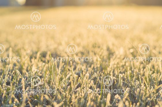 Frozen grass at sunrise closeup