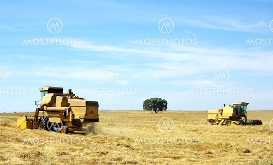 Combine harvesting wheat in portuguese field.