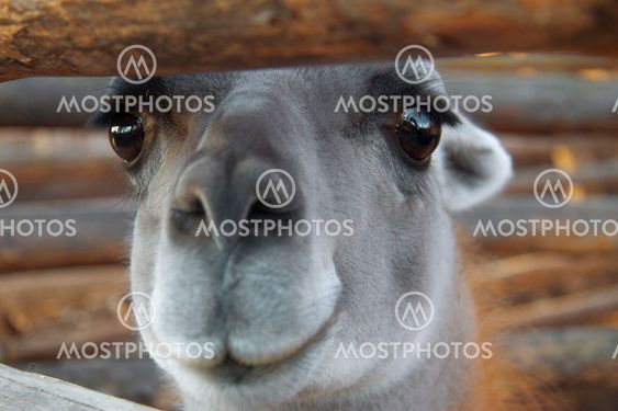 Lama Guanaco of the camelid family in the zoo
