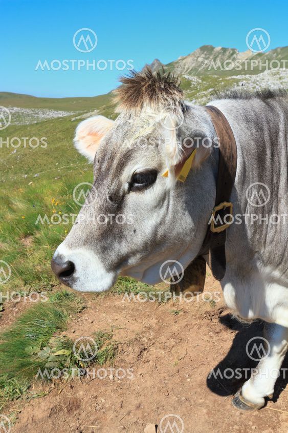 cow closeup