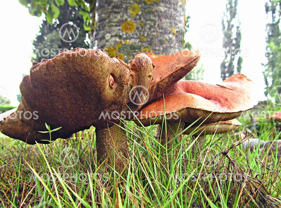 Svamp (Mushroom)