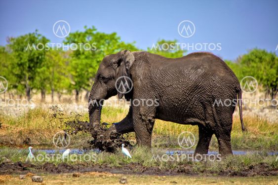 an elephant taking his shower in a waterhole a etosha national park namibia