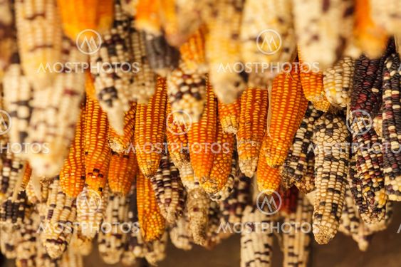Beautiful ear of corn