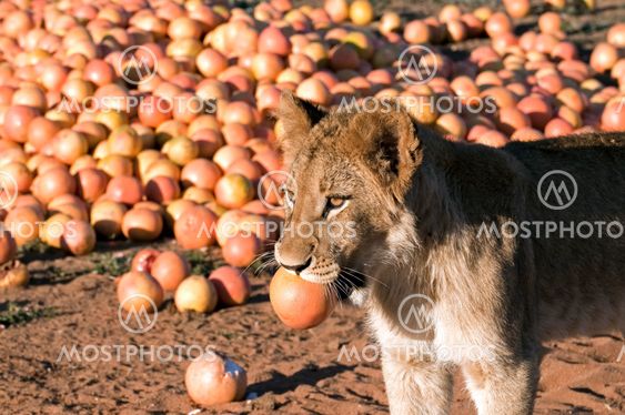 Lion - Löwe