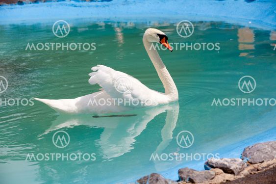 Beautiful White Swan