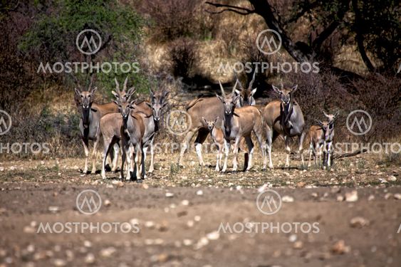 few eland at daan viljoen game park namibia africa