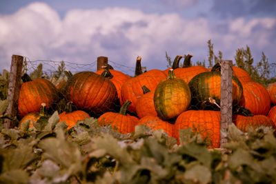 Pumkins in Osterlen Skane Sweden
