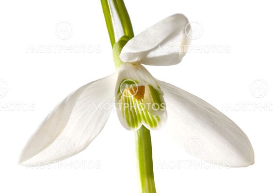 snowdrop blomma isolerade