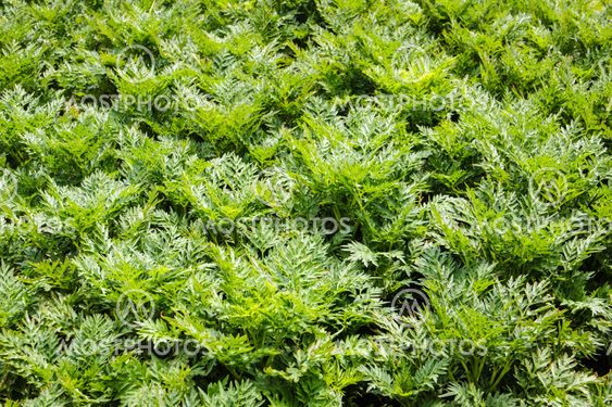 Green leaves background