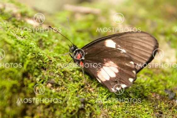 butterfly in mushroom bed