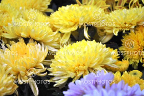 sun flower