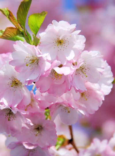 Kirschblüte rosa - cherry blossom 30