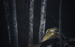 Gathering of trees around a stone