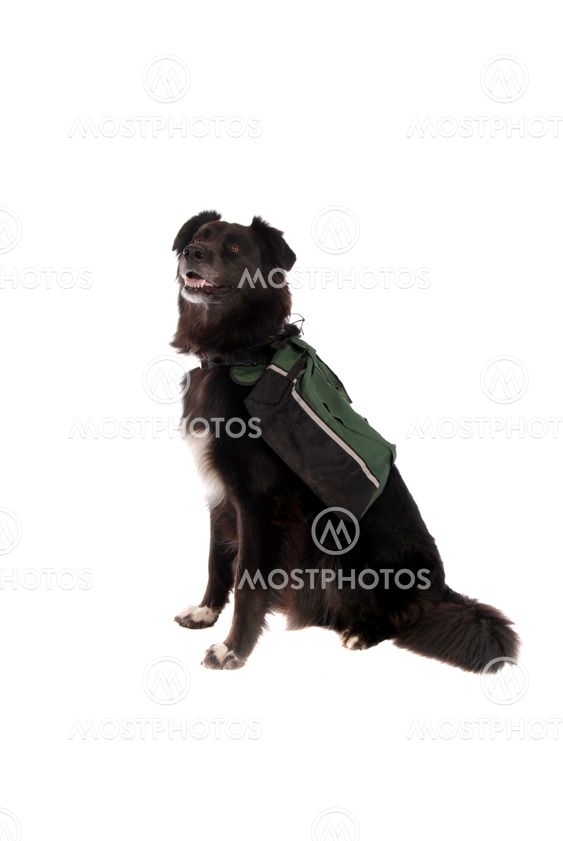 Black Dog Wearing a Backpack