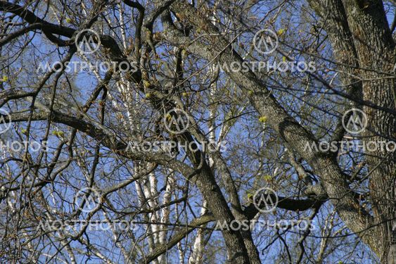 Tree Branch Texture