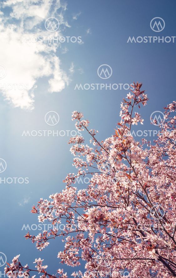Cherry tree blossoms in the spring