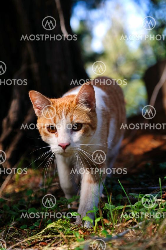 taajuusalueella ja valkoinen Cat