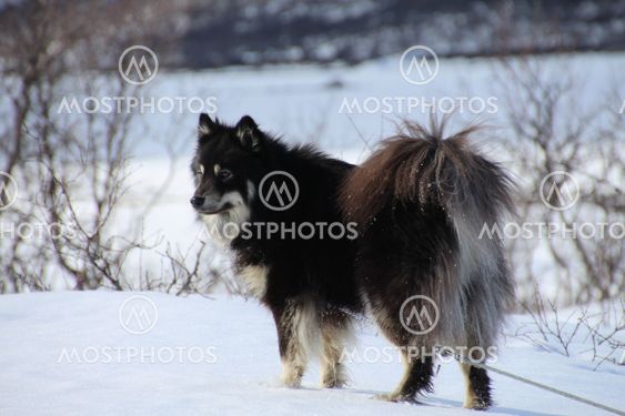 Finsk lapphund står och tittar