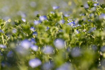 close-up of bushes of plants blooming with small blue...
