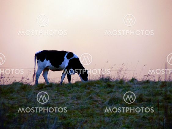 At the hight of freedom, the height of freedom for a cow