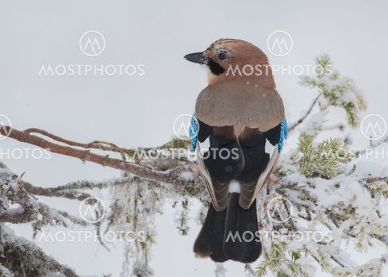 Eurasian jay sitting in snowy spruce