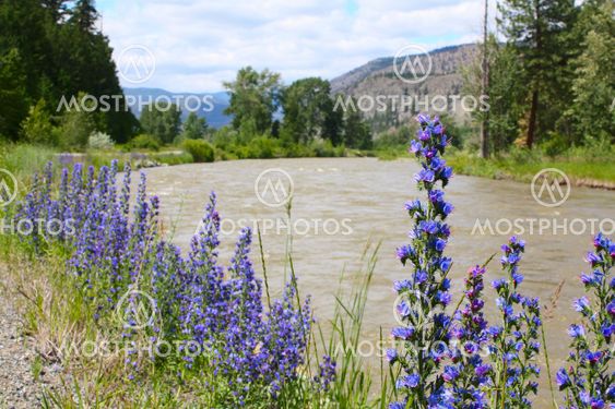 Purple Flowers