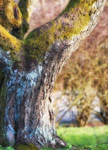 Background, grass and tree in garden of home with...