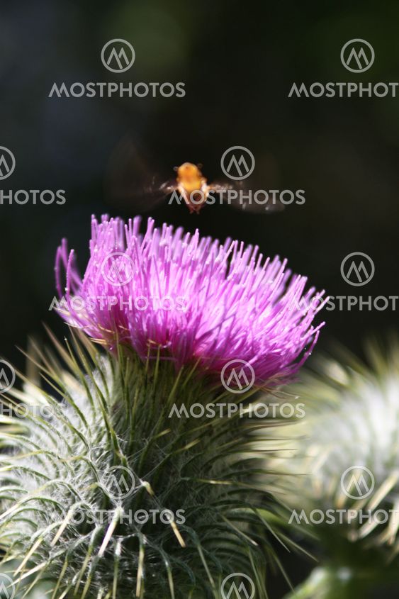 hover fly