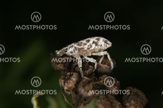 Weevil (Curculio)