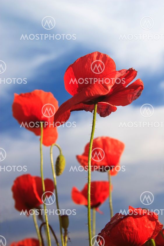 red poppies